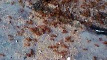 274. Hiện tượng lạ   2 đàn kiến cắn nhau Clip 4   Strange phenomenon  the ants biting 2 -19.08.2015