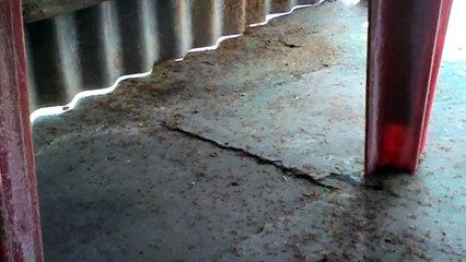 275. Hiện tượng lạ   2 đàn kiến cắn nhau Clip 3   Strange phenomenon  the ants biting 2 -19.08.2015