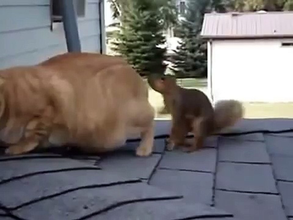 Cet écureuil est très perspicace, il veut coûte que coûte se lier d'amitié avec le chat