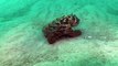 Une raie cachée dans le sable attaque une pieuvre camouflée ! Combats sous-marins
