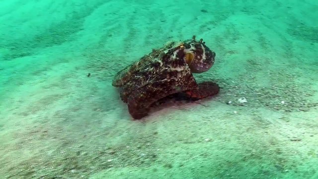 Une raie cachée dans le sable attaque une pieuvre camouflée ! Combats sous-marins