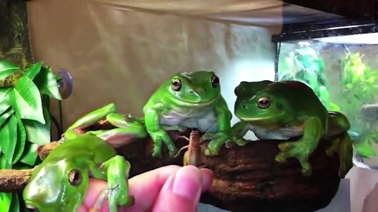 Funny Videos - People Doing Stupid Things