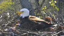 Highlights of Cute Baby Eaglets From D.C.’s Eagle Cam