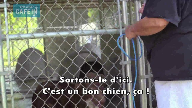 Badass, organisation au secours des chiens