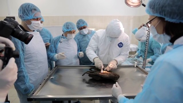 Un chien retrouvé dans la glace 12400 ans plus tard