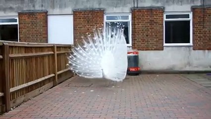 naat wo sunta hai sbki dua to kr k dekho