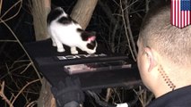 Cat stuck up tree guided to safety by laser on cop's taser