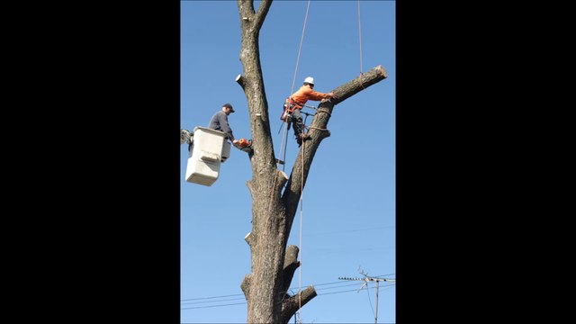 Ordonez Tree Services - (281) 736-6285
