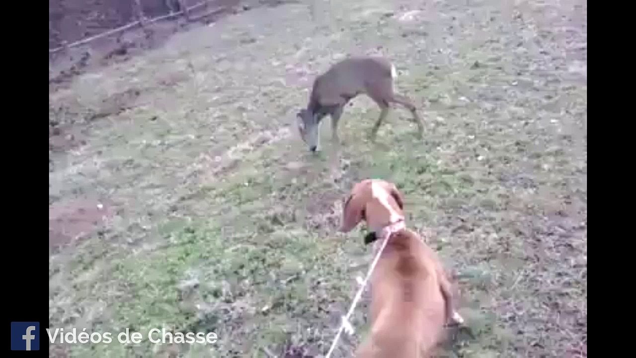Chien à voix unique