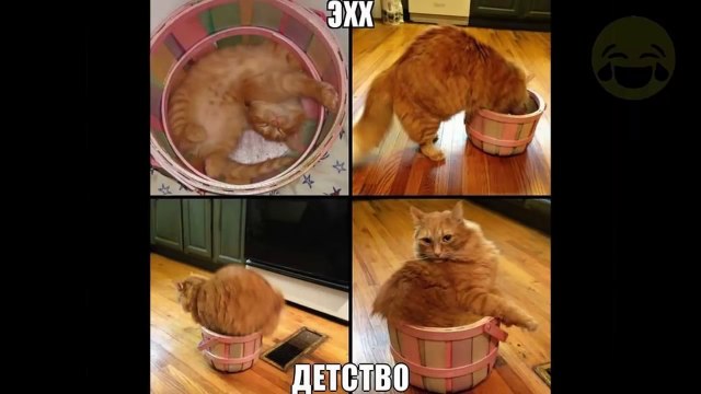 Самые смешные картинки Смешно до слез Смешные картинки с надписями Улетные приколы