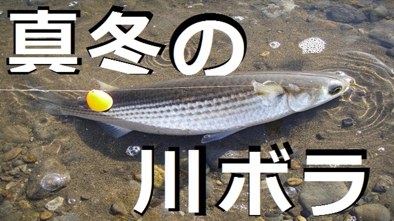 真冬の川ボラ釣り