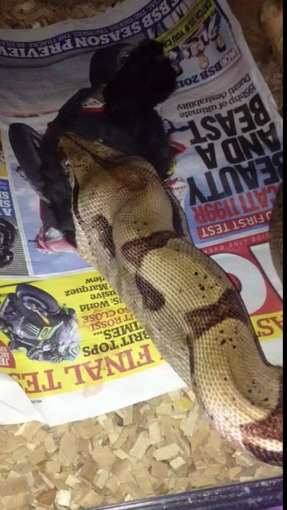 Salmon boa vs rabbit part 2