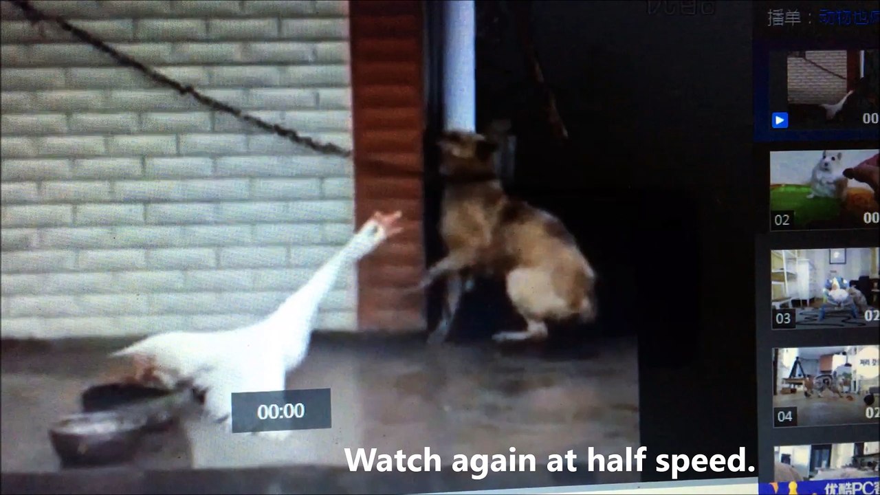 Goose Terrorising Dog and Relishing It