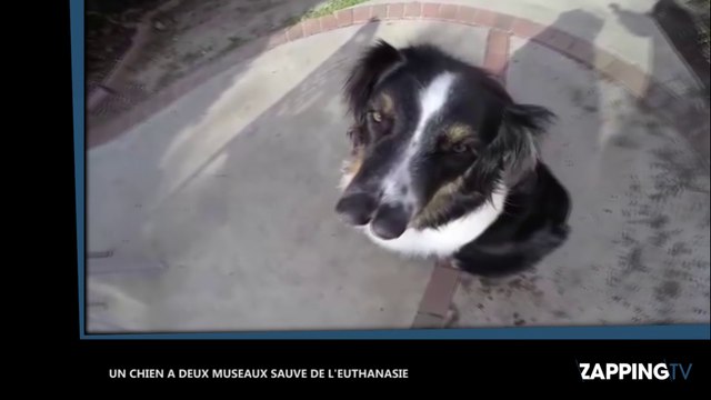 Toby, un chien à deux museaux, sauvé de l'euthanasie (Vidéo)