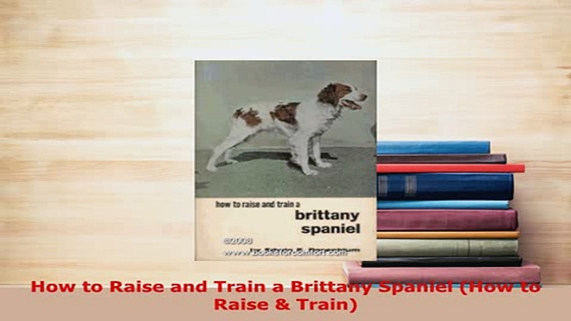 raising a brittany spaniel