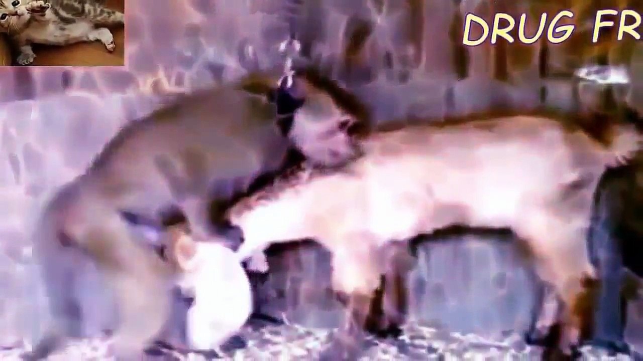 Best of 2015 Cute Funny Animals