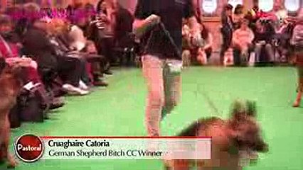 Crufts 2016 - German Shepherd Best of Breed