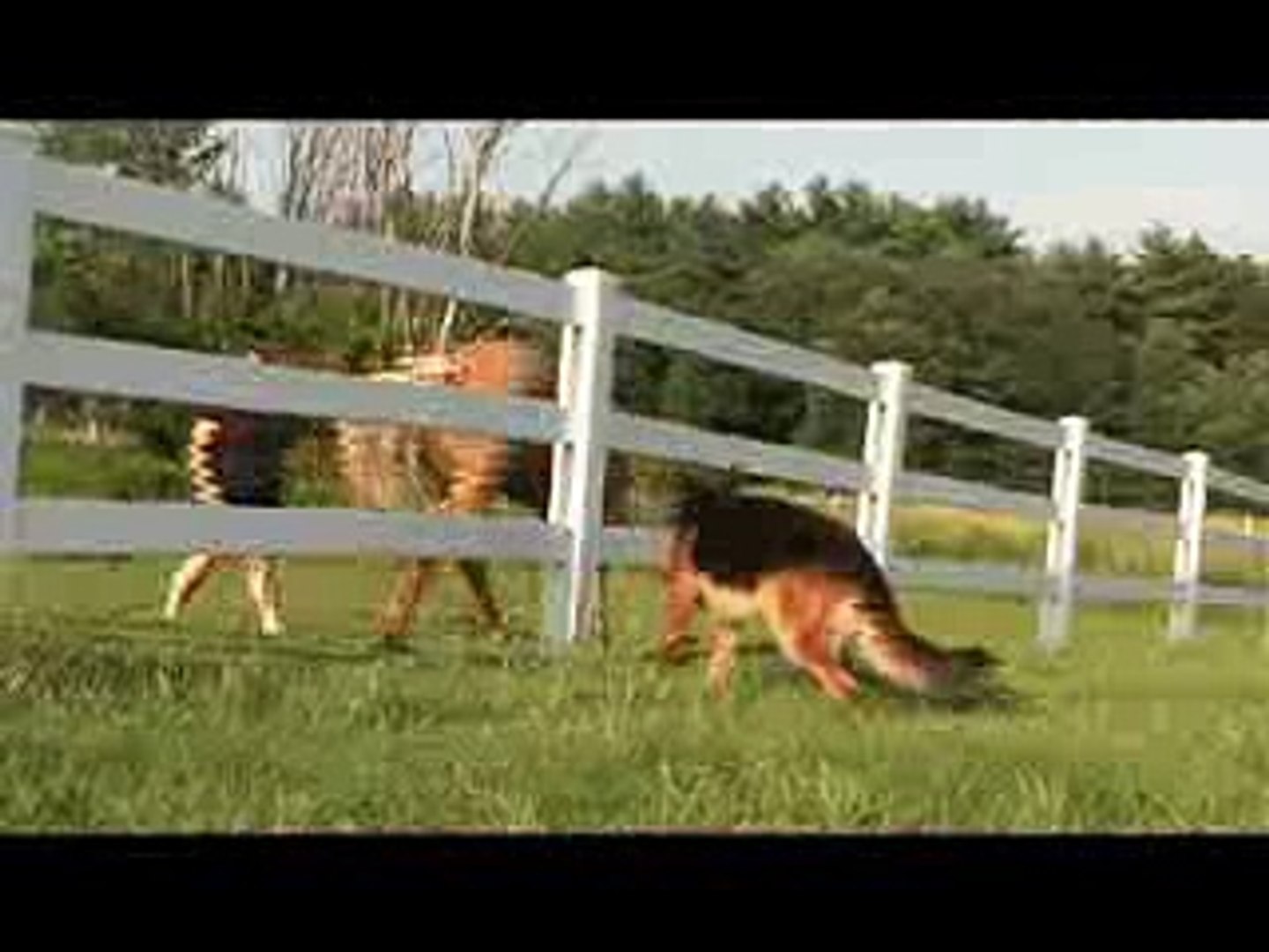 ⁣Dogs 101 German Shepherd Video Animal Planet