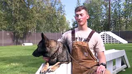 German Shepherd Military Dog