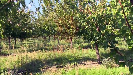 Specialja heton edhe keqpërdorimin e fondeve evropiane