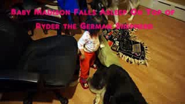 Baby Loves German Shepherd, Falls Asleep On German Shepherd.