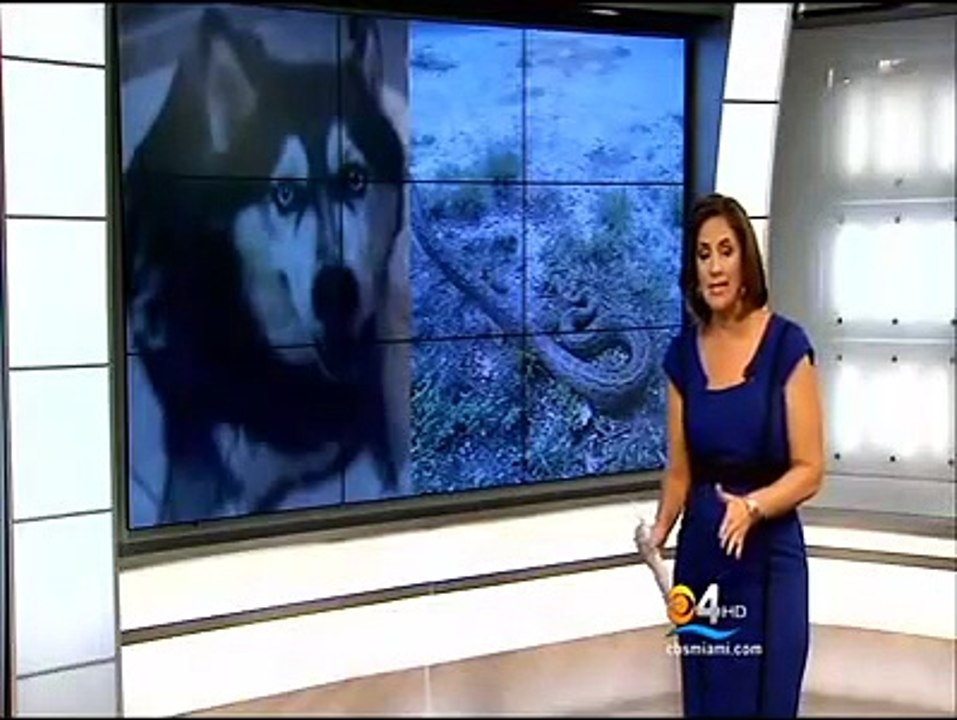 Python Attacks And Kills 60 Lb Husky In South Florida