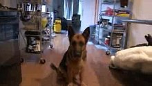 Funny Video German Shepherd Dog Gets Epic Bath Sad Cute and Very Funny