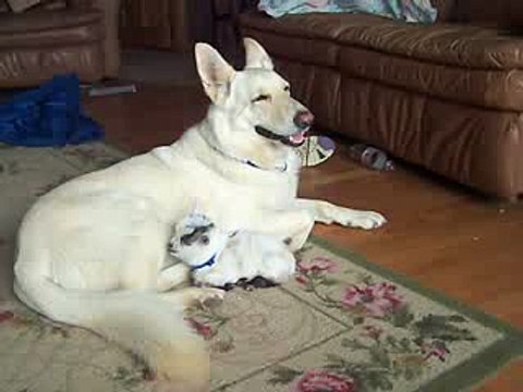 German shepherd and her goat baby