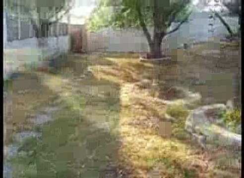 German Shepherd Fetches Ball, Returns to Find His Soldier Home from Deployment