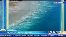 Barrera de coral en riesgo: arrecifes en Australia pierden su color debido a los niveles de dióxido de carbono