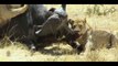 Most Amazing Wild Animal Attacks #4 - lion, tiger, anaconda, deer, crocodile