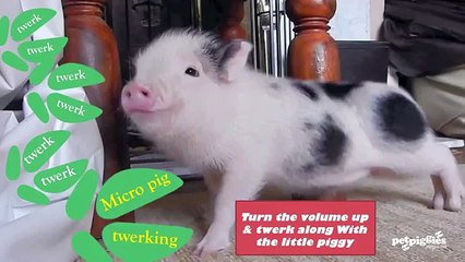 Une petite cochonne danse le twerk