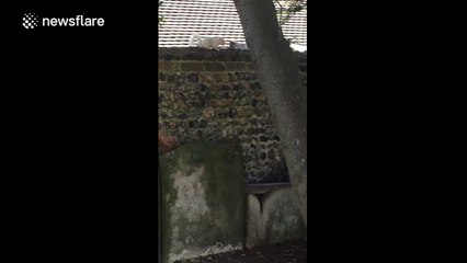 Rare footage of an albino squirrel