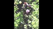 Real Bigfoot Sightings Caught on Camera