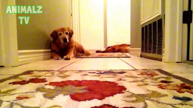 Funny Dogs and Cats Scared of Farts - Funny Pets Compilation 2015