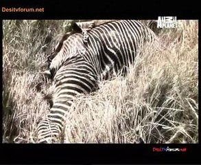 Corwin\'s Quest 13th January 2015 Video Watch Online pt2