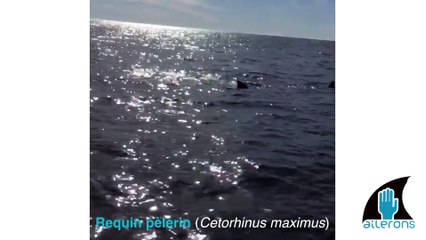 Buzz : Ils filment un requin de 7 mètres de long non loin des plages de Méditerranée !
