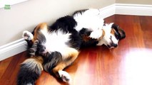 Funny Dogs Sleeping in Weird Positions Compilation 2013