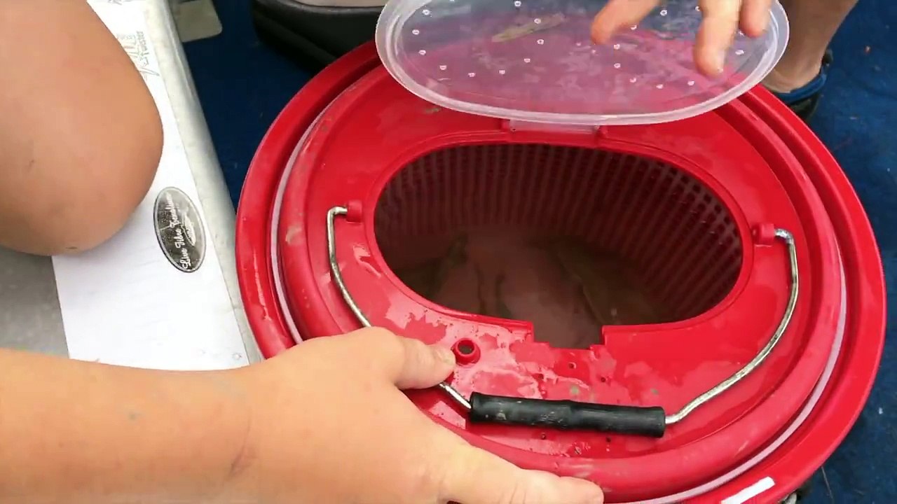 Animals Caught FISHING!