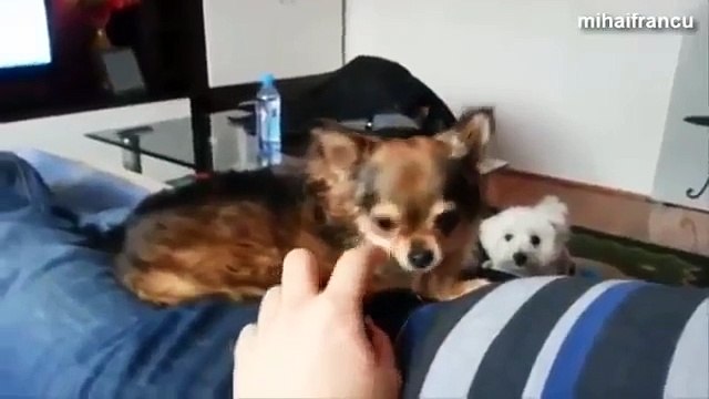 Funny Angry Dogs Barking And Growling Compilation 2014 Dog Barking Videos | Braking Dog