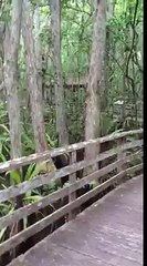 Une femme croise un chat pendant une promenade