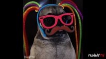 Cats and dogs_ Cute Pug Vines _ funny dog videos _ adopt a pet