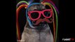 Cats and dogs_ Cute Pug Vines _ funny dog videos _ adopt a pet