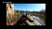 Turtles sunbathing in New York City's Central Park