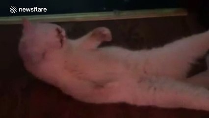 A cat doing sit-ups