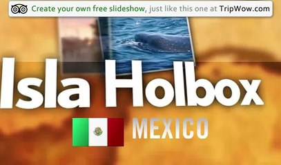 "Isla Holbox and the whale sharks" Danandloulou's photos around Isla Holbox, Mexico (travel pics)