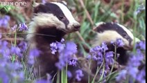 Funny Talking Animals - Walk On The Wild Side - s 2,  3 Preview - BBC One