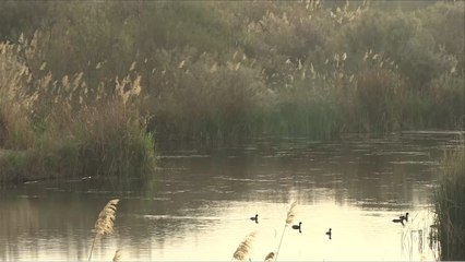 جهود لإنقاذ محمية الأزرق في الأردن