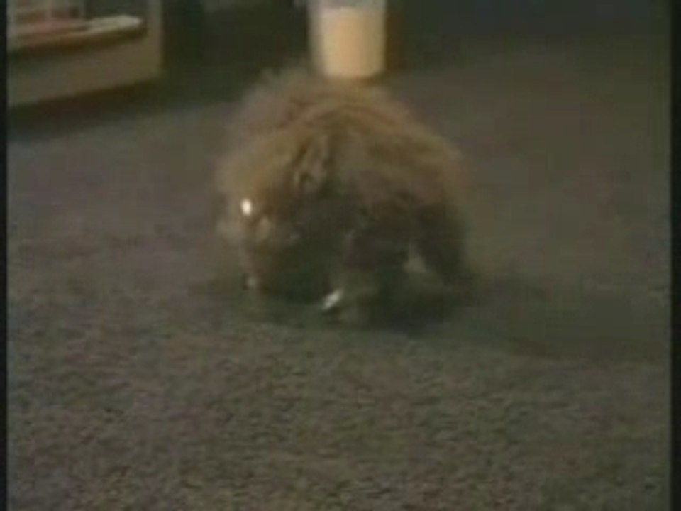 DavidCopperfield_sCat