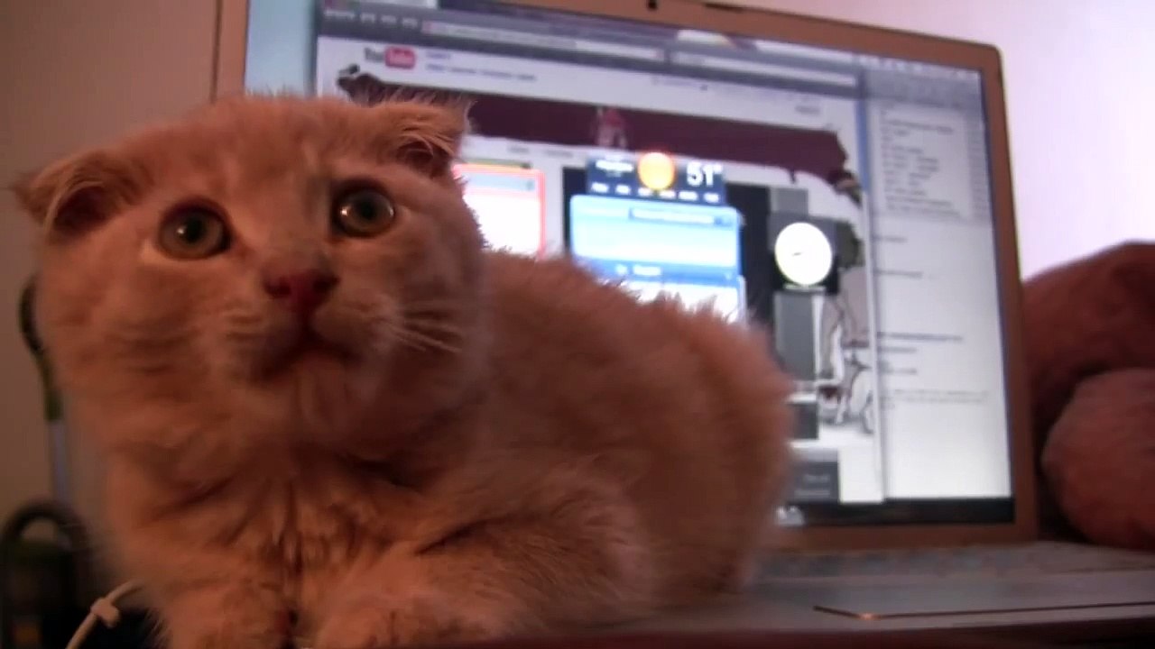 Worlds cutest Kitten Learns Valuable Lesson. (Talking Cat)